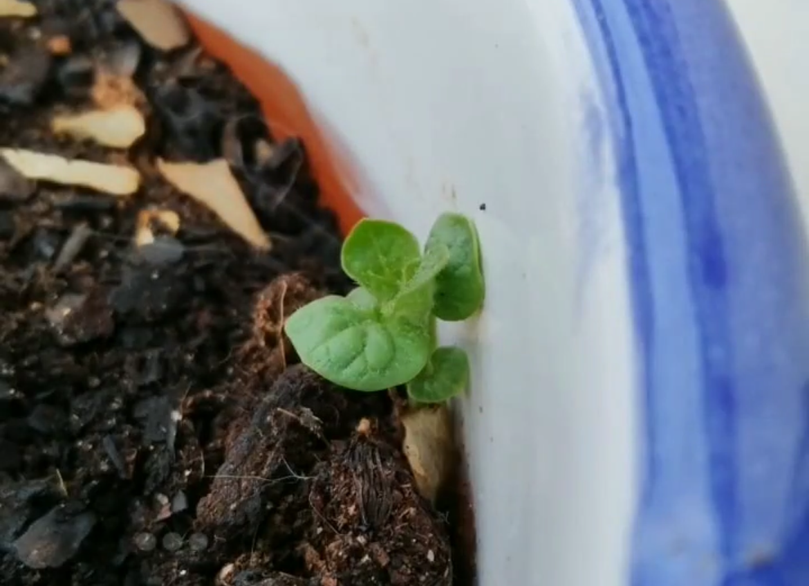 brote de planta surgiendo de la tierra que hay dentro de una maceta. Simboliza el comienzo de la reforma